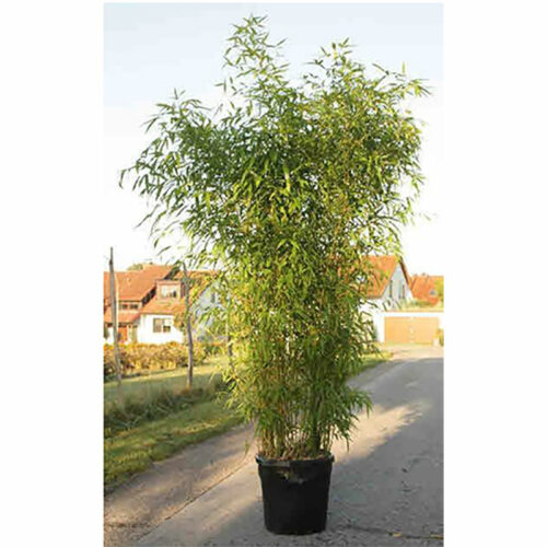 Bambus ohne Übertopf, 200-300cm