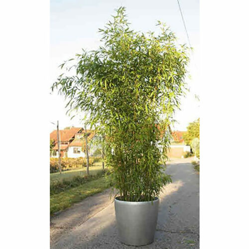 Bambus im Kunststofftopf, 200-300cm